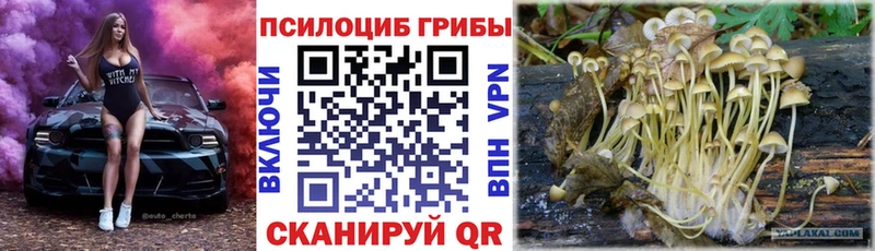 Купить закладки  Ленинградская  Псилоцибиновые грибы Psilocybe 